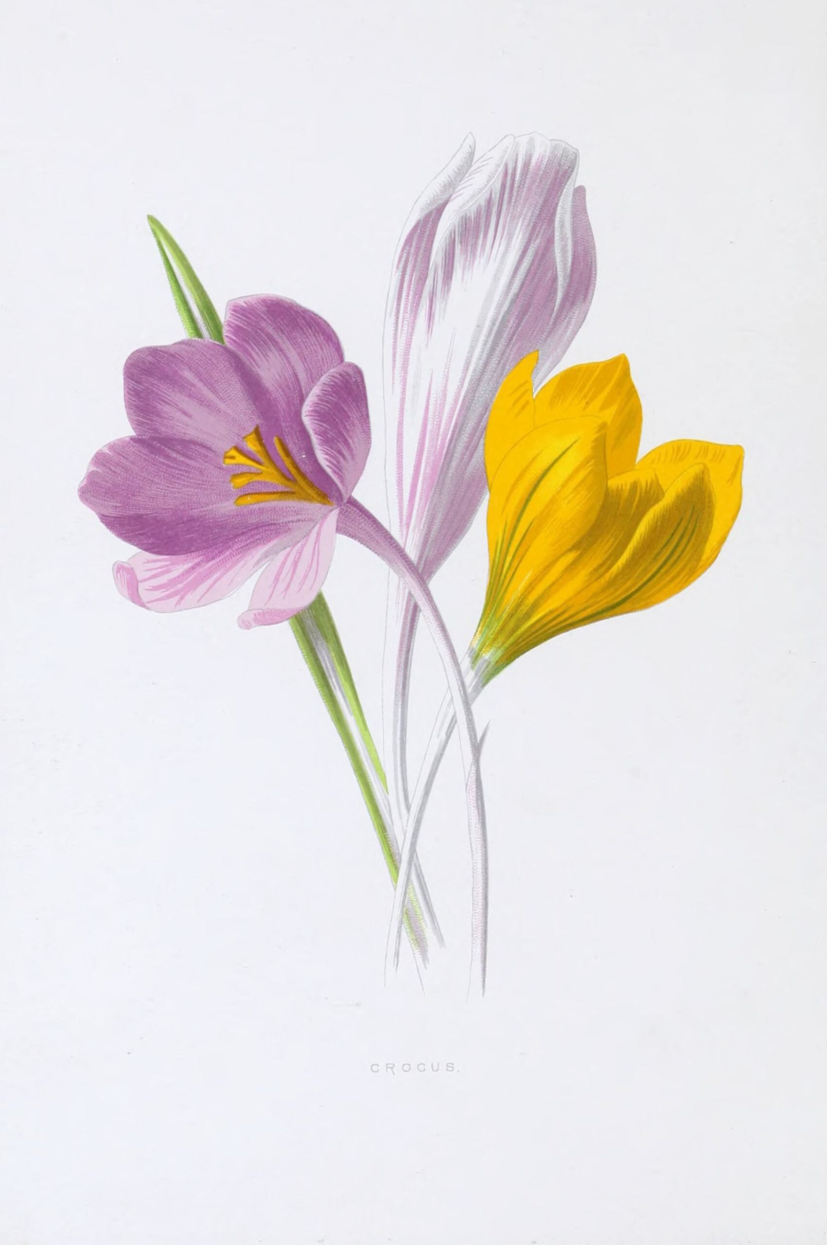 Ботанические зарисовки Frederick Edward Hulme, 1880 год.